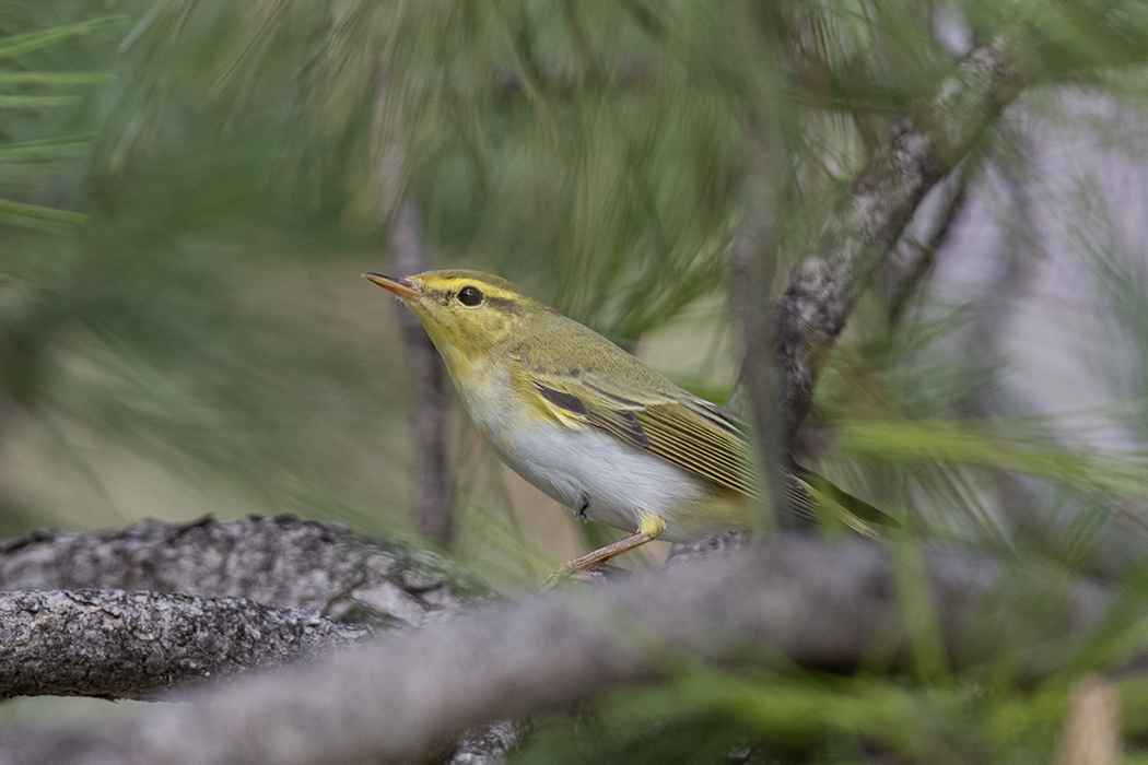 Wood Warbler
